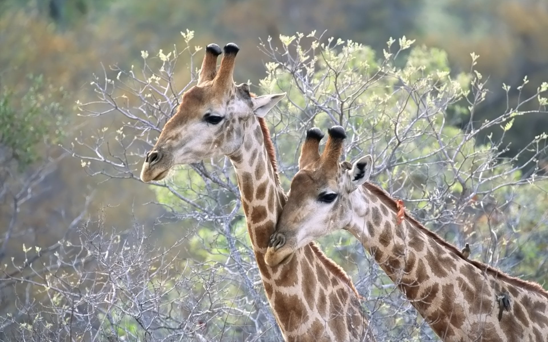 Жираф в природе фото