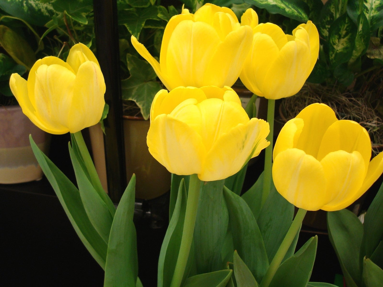 Жёлтые тюльпаны