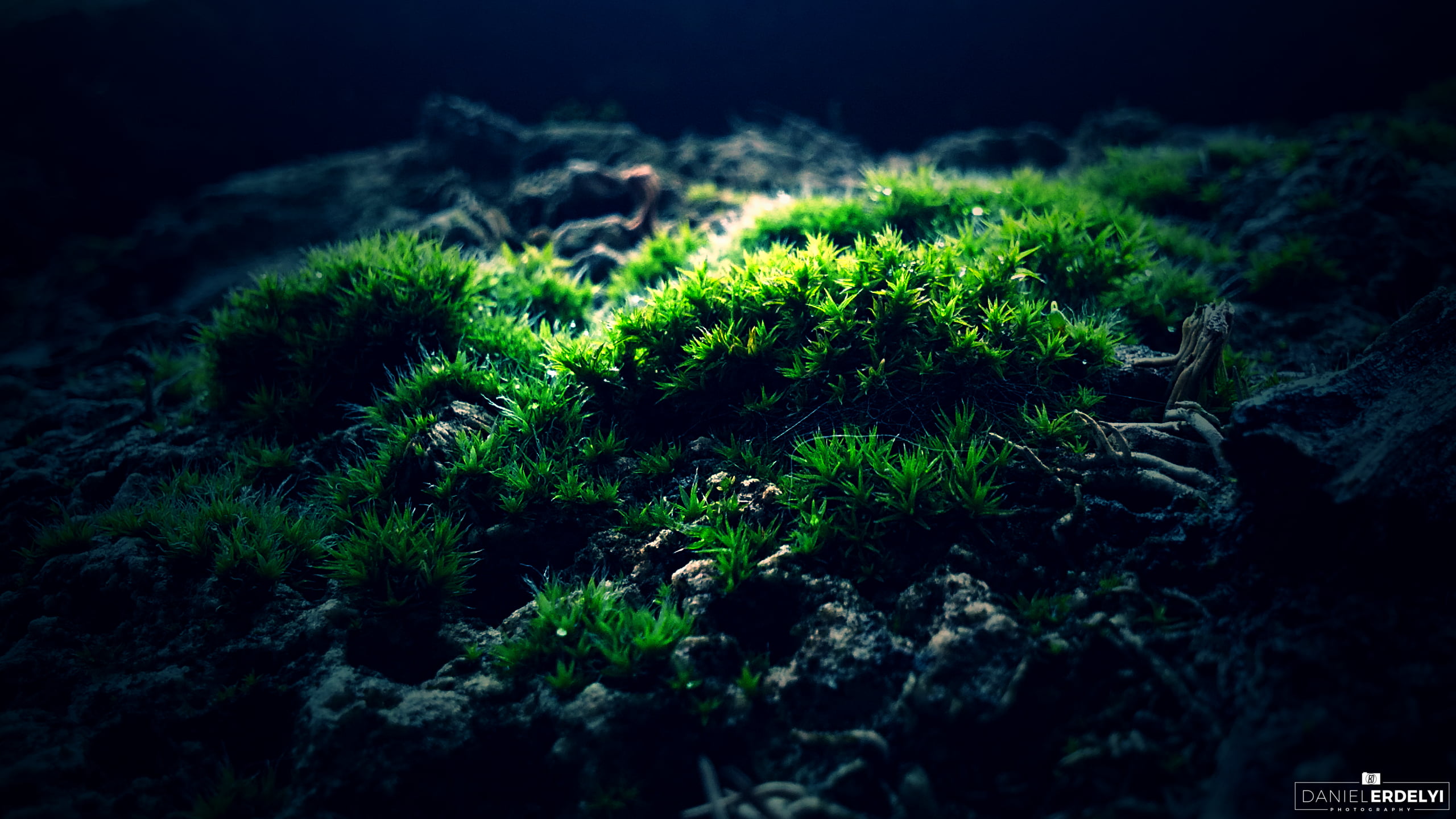 Green Plant Hd Wallpaper Wallpaper Flare