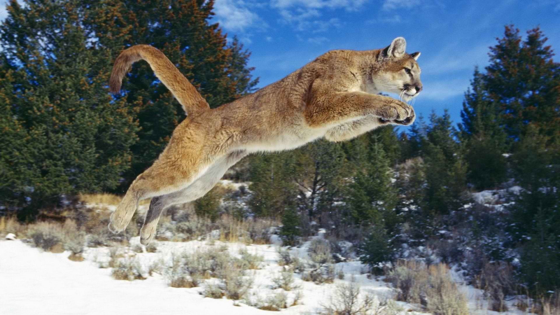 Cougar rides like stole