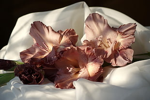 Gladiolus,  Flowers,  Drops,  Fabric