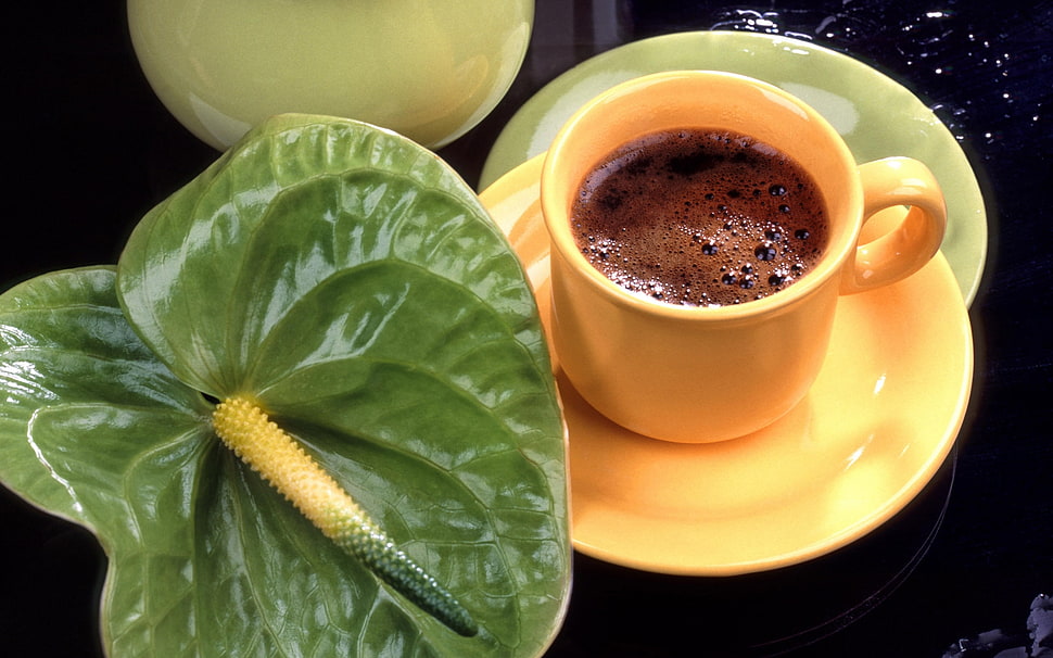 white ceramic mug with coffee on saucer beside green plant HD wallpaper
