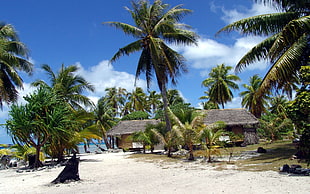 palm tree lot, beach, sand, palm trees HD wallpaper