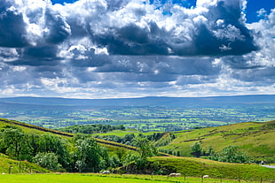 green field with animals under cloudy sky during day time, ingleton HD wallpaper