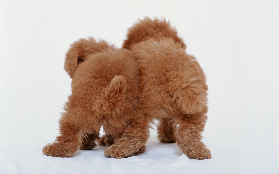 two long-coated brown puppies HD wallpaper