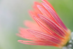 shallow focus photography of pink petal flower HD wallpaper