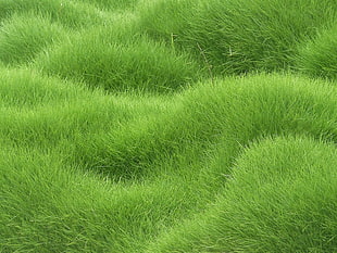green furred textile