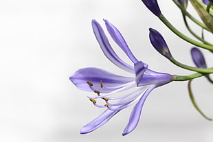 selective focus photography of purple petaled flower HD wallpaper