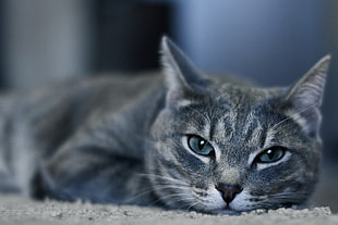 closeup photo of grey Tabby cat HD wallpaper