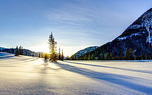 green pine trees, sunset, sunlight, landscape, nature