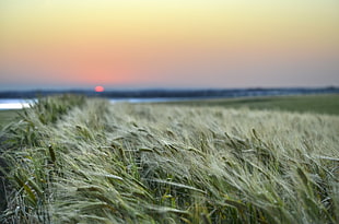 green grass field, wheat, dumbleyung, western australia HD wallpaper