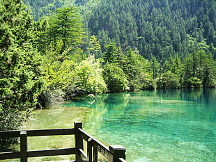 green leafed trees and body of water, water, trees, nature
