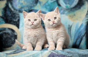 orange tabby kittens