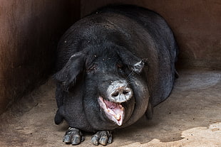 black hog, Pig, Fat, Muzzle HD wallpaper