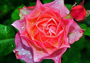 closeup photography of pink rose with water dew HD wallpaper