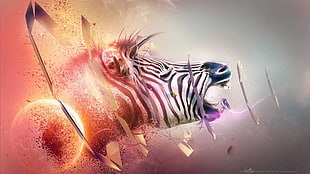 zebra animal photo illustration HD wallpaper