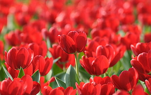bed of red tulips, nature, flowers, tulips, red flowers HD wallpaper