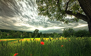 photo of grass field HD wallpaper
