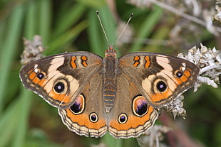 closeup photography of Common Buckeye Butterfly HD wallpaper