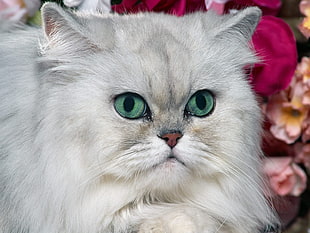 adult Persian cat HD wallpaper
