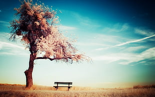 black wooden bench beside brown tree painting, trees