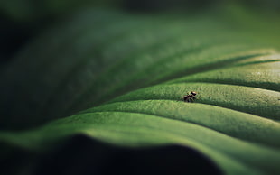 black ant HD wallpaper