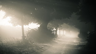 trees and road, photography, landscape, nature, trees