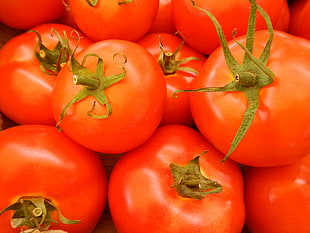 red tomatoes