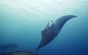 manta ray swimming under blue sea HD wallpaper