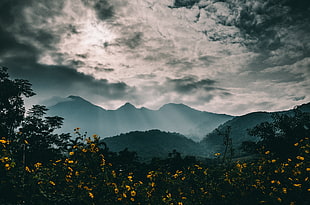 yellow petaled flowers, Mountains, Fog, Flowers