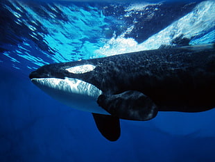 black and white whale, underwater, sea, whale, orca