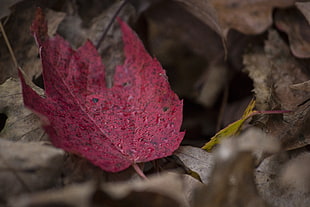 red maple leaf on shallow photography HD wallpaper