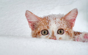 orange tabby kitten on snowfield at daytime HD wallpaper
