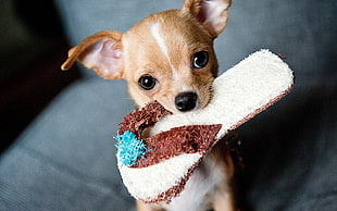 tan Chihuahua with flip flop on mouth HD wallpaper
