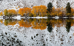 brown leaf trees near ocean painting, landscape