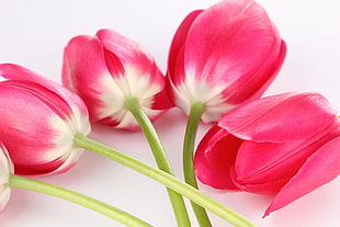 photo of four red tulips HD wallpaper