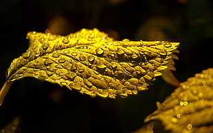 selective focus photography of water dew on green leaf