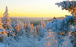 frozen trees under blue sky during golden hour