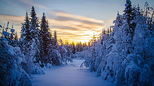 green pine trees, landscape, snow, winter, forest