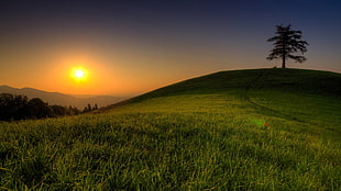 photography of green grass field during sun rise HD wallpaper
