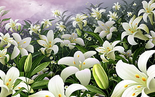 still-life painting of Easter Lily flowers HD wallpaper