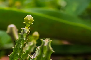 green cactus HD wallpaper