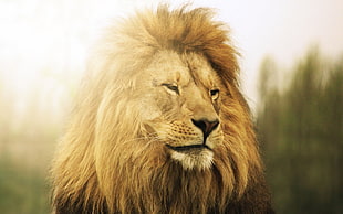 selective focus photography of lion HD wallpaper