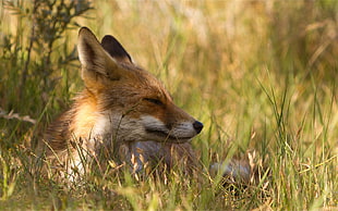 brown wolf in grass