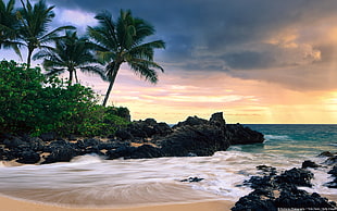 green leaf trees and trees, nature, landscape, beach, palm trees