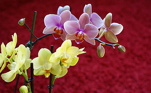 purple and yellow moth orchids closeup photography HD wallpaper