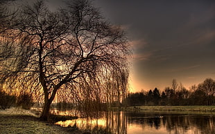 photo of a tree during sunset HD wallpaper