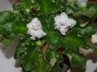 white flower with green leaves