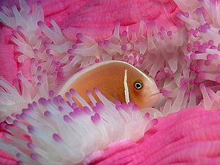 brown fish, sea anemones, fish, animals HD wallpaper