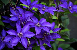 selective focus photography of purple petaled flowers